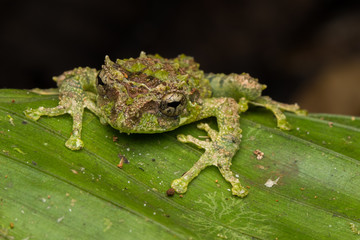 Macro Image of Mossy Tree Frog: Rhacophorus everetti. Sabah, Borneo. Taken at night , Adorable cute mossy tree frog of Borneo 