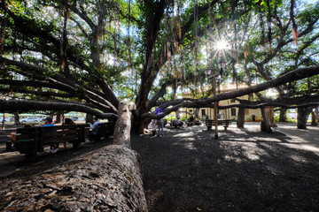 Lahaina, Muai, Hawaii Banyan Tree