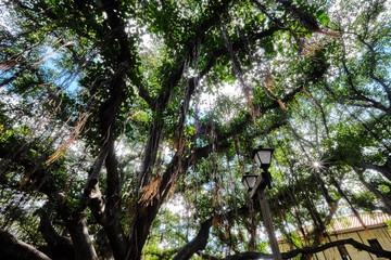 Lahaina, Muai, Hawaii Banyan Tree