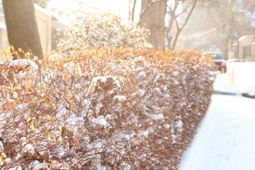 Snow-covered fences in the park area