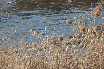 냇가에 갈대와 왜가리