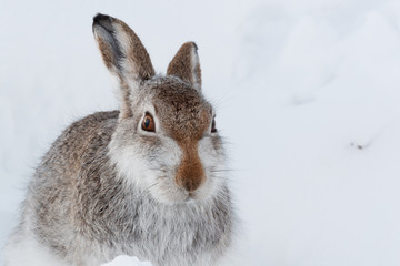 Mountain hare  in the snow. © jamie
