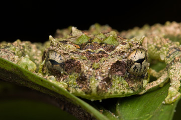 Macro Image of Mossy Tree Frog: Rhacophorus everetti. Sabah, Borneo. Taken at night , Adorable cute mossy tree frog of Borneo 