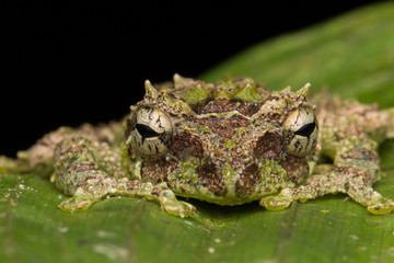 Macro Image of Mossy Tree Frog: Rhacophorus everetti. Sabah, Borneo. Taken at night , Adorable cute mossy tree frog of Borneo 