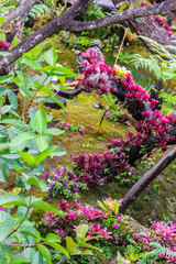 Stone and green moss decoration in japanese garden./ Stone steps and green moss decoration in japanese garden..