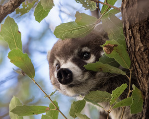 A curious coatimundi peers through the leaves in Madera Canyon, Arizona.