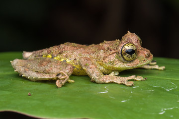 Macro Image of Mossy Tree Frog: Rhacophorus everetti. Sabah, Borneo. Taken at night , Adorable cute mossy tree frog of Borneo 