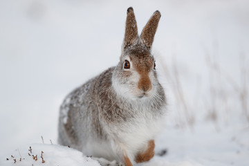 Naklejka premium Mountain hare in the snow.