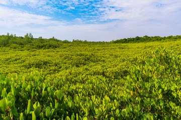 Fototapeta na wymiar green mangrove forest at Tung Prong Thong or Golden Mangrove Field, Rayong, Thailand