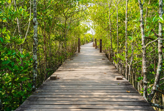 Wooden bridge at Mangroves in Tung Prong Thong or Golden Mangrove Field, Rayong, Thailand