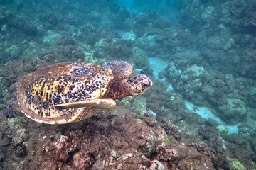 Naklejka na ściany i meble Green sea turtle underwater at Turtle Town in Hawaii