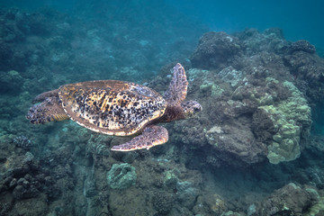 Obraz na płótnie Canvas Green sea turtle underwater at Turtle Town in Hawaii