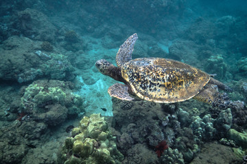 Green sea turtle underwater at Turtle Town in Hawaii