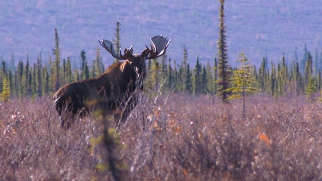 a bull moose in Alaska