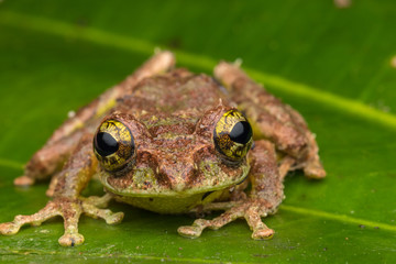 Obraz premium Macro Image of Mossy Tree Frog: Rhacophorus everetti. Sabah, Borneo. Taken at night , Adorable cute mossy tree frog of Borneo 
