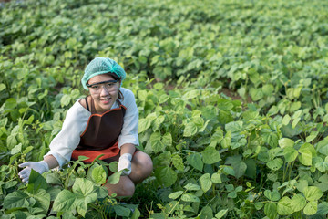 Beautiful woman, plant disease researcher in vegetable crops 
