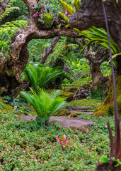Stone and green moss decoration in japanese garden./ Stone and green moss decoration in japanese garden...