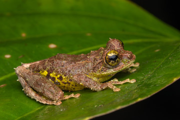 Macro Image of Mossy Tree Frog: Rhacophorus everetti. Sabah, Borneo. Taken at night , Adorable cute mossy tree frog of Borneo 