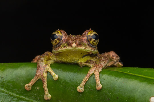 Macro Image of Mossy Tree Frog: Rhacophorus everetti. Sabah, Borneo. Taken at night , Adorable cute mossy tree frog of Borneo 