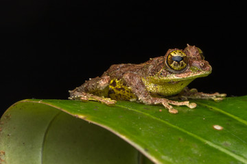 Macro Image of Mossy Tree Frog: Rhacophorus everetti. Sabah, Borneo. Taken at night , Adorable cute mossy tree frog of Borneo 