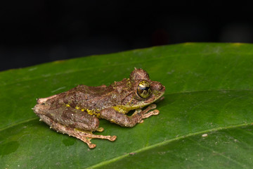 Macro Image of Mossy Tree Frog: Rhacophorus everetti. Sabah, Borneo. Taken at night , Adorable cute mossy tree frog of Borneo 