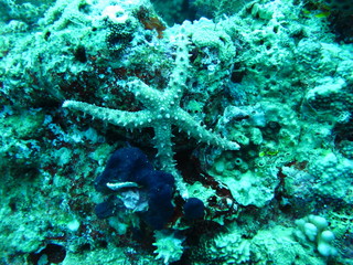Underwater world in deep water in coral reef and plants flowers flora in blue world marine wildlife, travel nature beauty exploration in diving trip,adventures recreation dive. Fish, corals, creatures