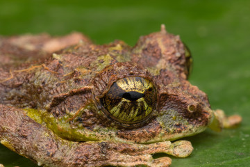 Macro Image of Mossy Tree Frog: Rhacophorus everetti. Sabah, Borneo. Taken at night , Adorable cute mossy tree frog of Borneo 