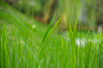 blurred  green grass field. concept background for natural greenery and spring season.