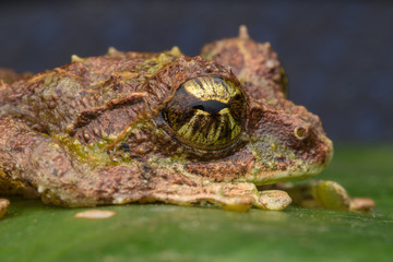 Macro Image of Mossy Tree Frog: Rhacophorus everetti. Sabah, Borneo. Taken at night , Adorable cute mossy tree frog of Borneo 