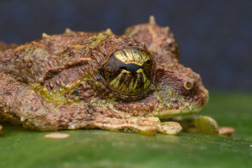 Macro Image of Mossy Tree Frog: Rhacophorus everetti. Sabah, Borneo. Taken at night , Adorable cute mossy tree frog of Borneo 