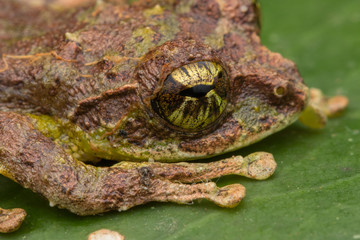 Macro Image of Mossy Tree Frog: Rhacophorus everetti. Sabah, Borneo. Taken at night , Adorable cute mossy tree frog of Borneo 