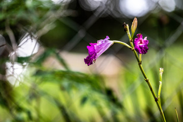 flowers in garden