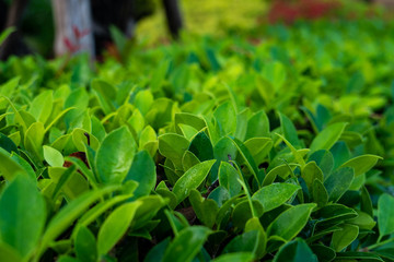 close up green and red leaf bush with blurred background. concept for natural and freshness