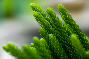 close up leaf of norfolk island pine with blurred green background. concept for natural greenery fresh theme