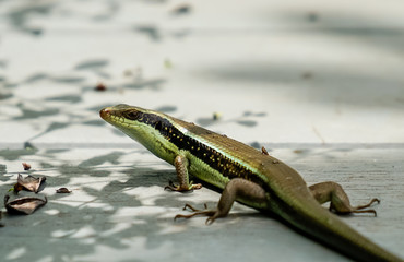 Thailand skink or East Indian brown mabuya on the ground