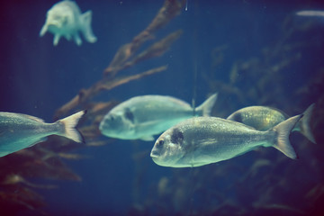 Fishes in the aquarium. Abstract background. Tenerife. Canary Islands..Spain