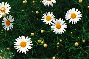 Margaret blooming at the roadside of spring