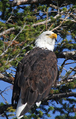 BALD EAGLE STARE