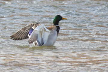 duck in the water