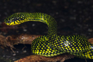 Venomous pitviper (Trimeresurus sumatranus malcolmi) , Nature close-up image of Venomous Pitviper