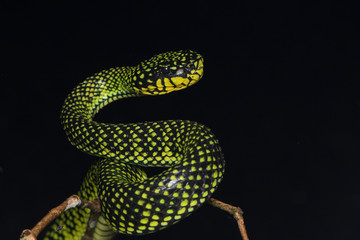 Venomous pitviper (Trimeresurus sumatranus malcolmi) , Nature close-up image of Venomous Pitviper