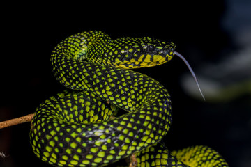Venomous pitviper (Trimeresurus sumatranus malcolmi) , Nature close-up image of Venomous Pitviper
