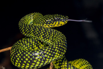 Venomous pitviper (Trimeresurus sumatranus malcolmi) , Nature close-up image of Venomous Pitviper