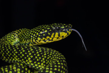 Venomous pitviper (Trimeresurus sumatranus malcolmi) , Nature close-up image of Venomous Pitviper