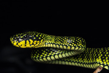 Venomous pitviper (Trimeresurus sumatranus malcolmi) , Nature close-up image of Venomous Pitviper