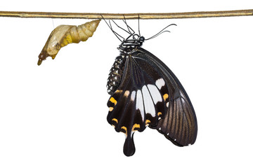 Yellow Helen or Black and White Helen (Papilio nephelus) butterfly