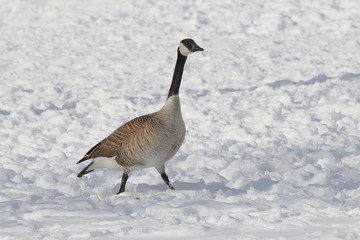 canada goose in the snow