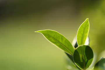 Natural green plants landscape using as a background or wallpaper,Closeup nature view of green leaf in garden at summer under sunlight