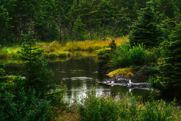 A couple sea gulls stand on the bank of a stream eating what remains of a salmon in Juneau Alaska