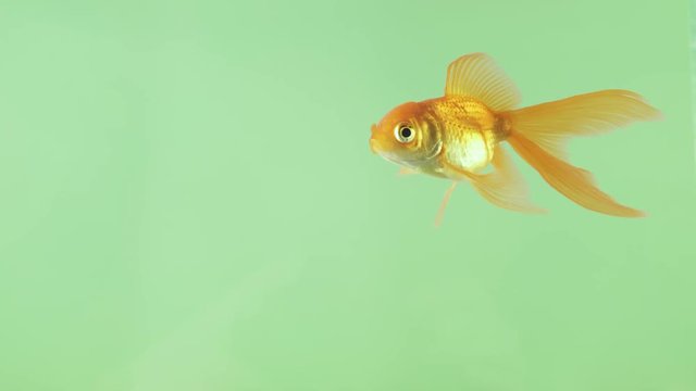 Little beautiful fish swims under water, green screen